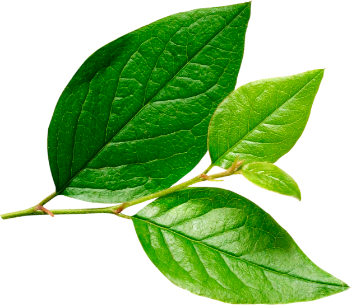 Manejo forestal responsable en Machachi Manejo forestal responsable en Machachi