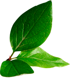 Comercio justo y conciencia ambiental en Ecuador Comercio justo y conciencia ambiental en Ecuador