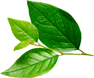 Conciencia ambiental con alimentos sostenibles en Ecuador Conciencia ambiental con alimentos sostenibles en Ecuador