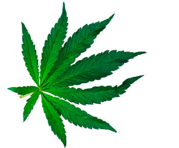 Marihuana CBD para bebidas saborizadas